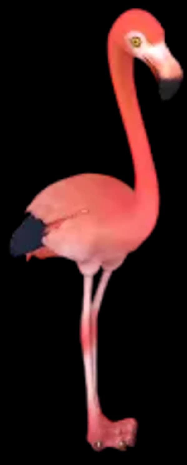 American Flamingo