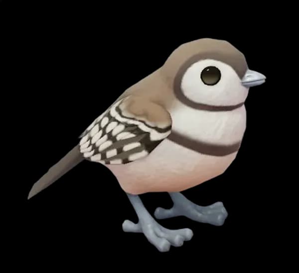 Double-Barred Finch