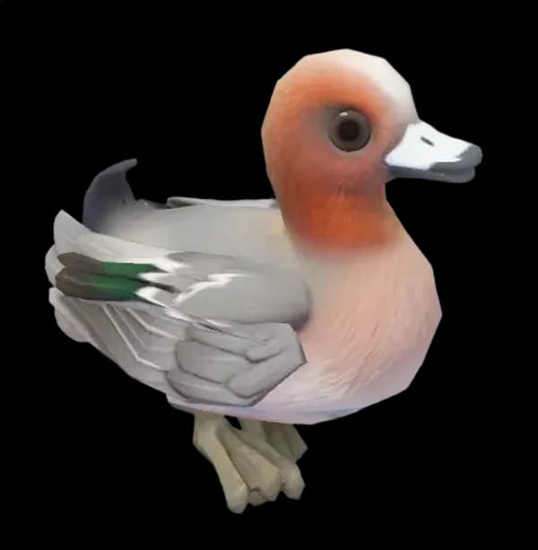 Eurasian Wigeon