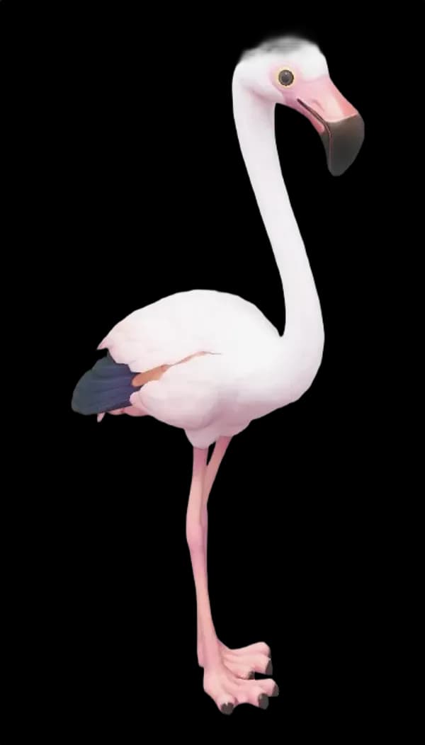 Greater Flamingo