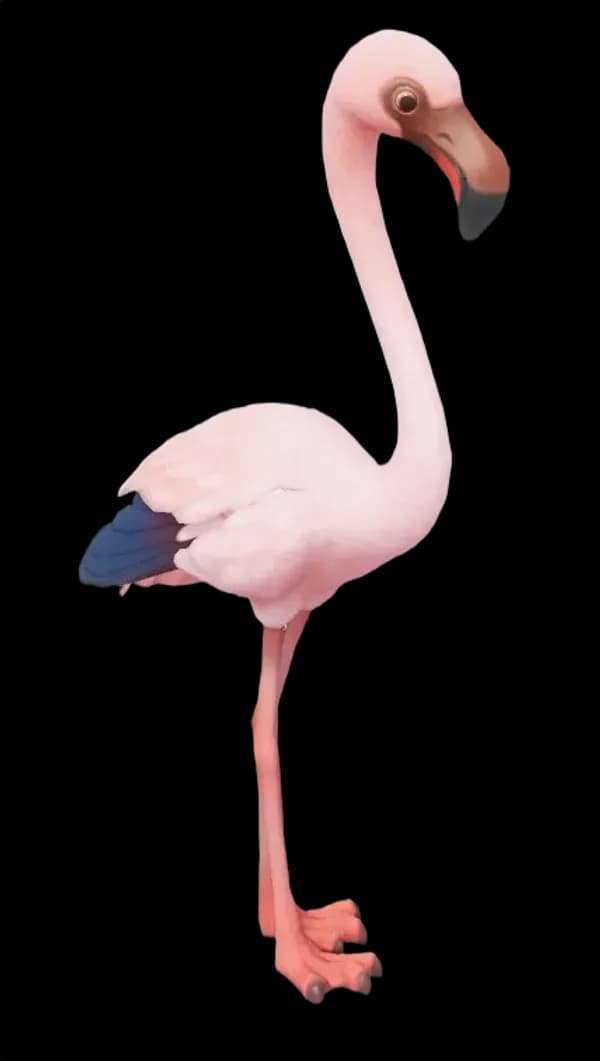 Lesser Flamingo