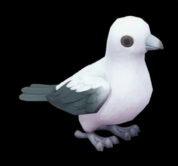 Pied Imperial Pigeon