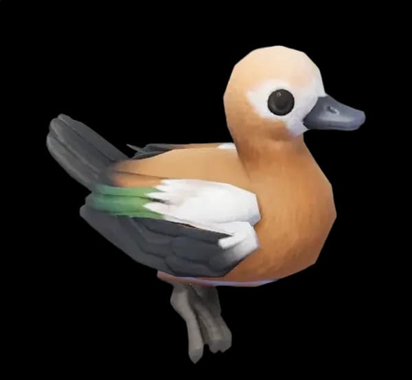 Ruddy Shelduck
