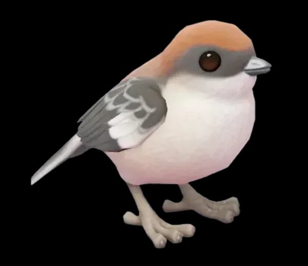 Woodchat Shrike
