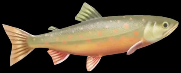 Arctic Char