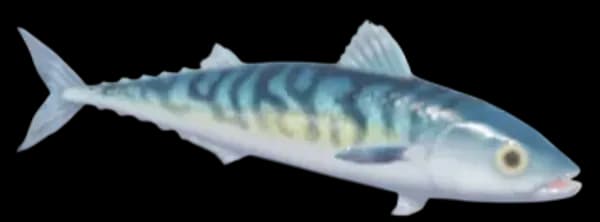 Atlantic Mackerel