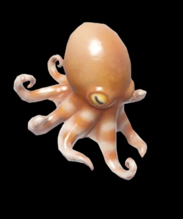 Atlantic Pygmy Octopus