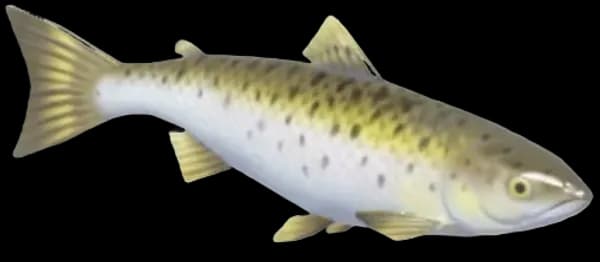 Atlantic Salmon