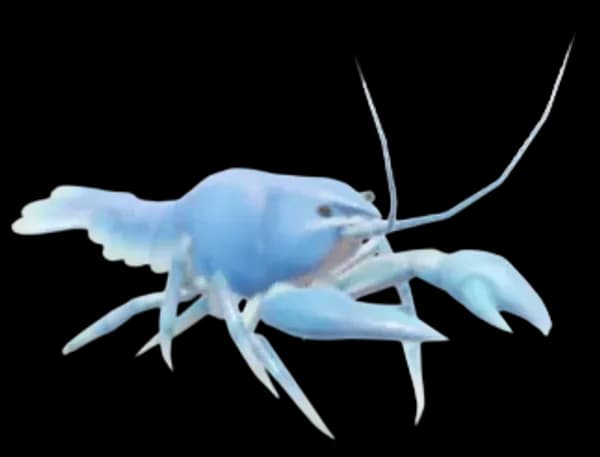 Blue European Crayfish