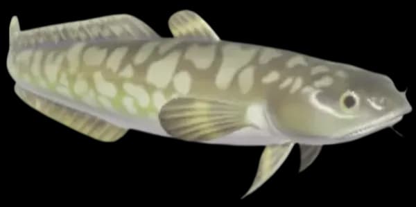Burbot
