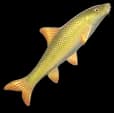 Common Barbel