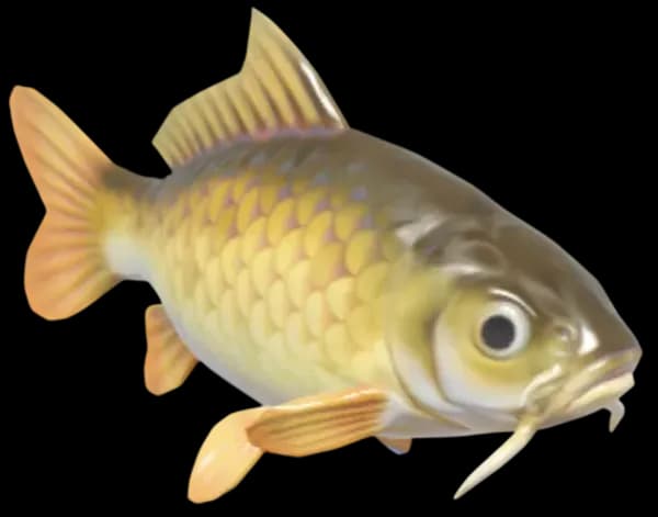 Common Carp