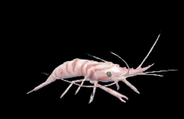 Common Prawn