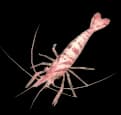 Common Shrimp