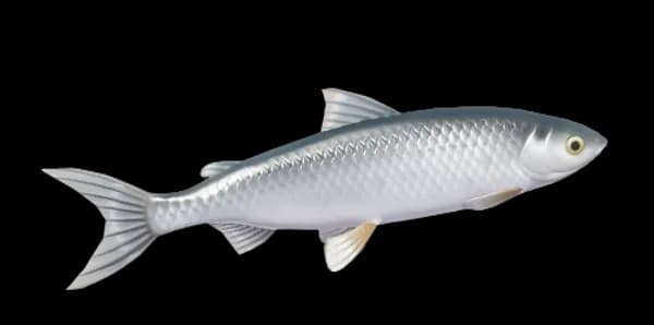 Common Whitefish