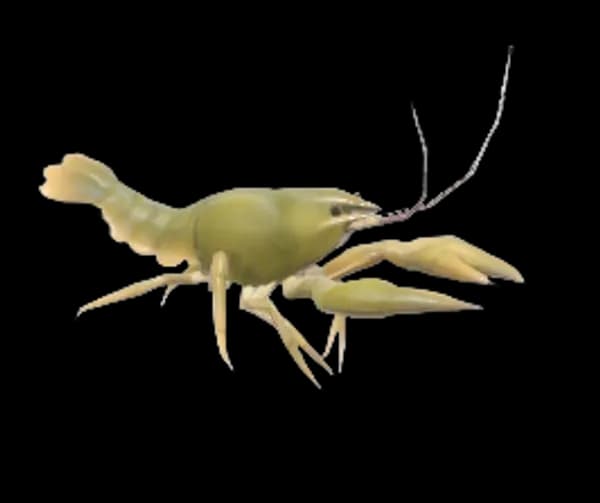 European Crayfish