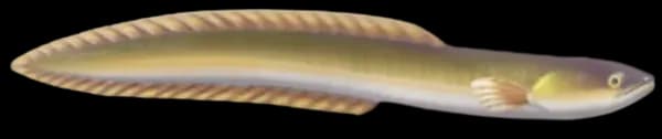 European Eel