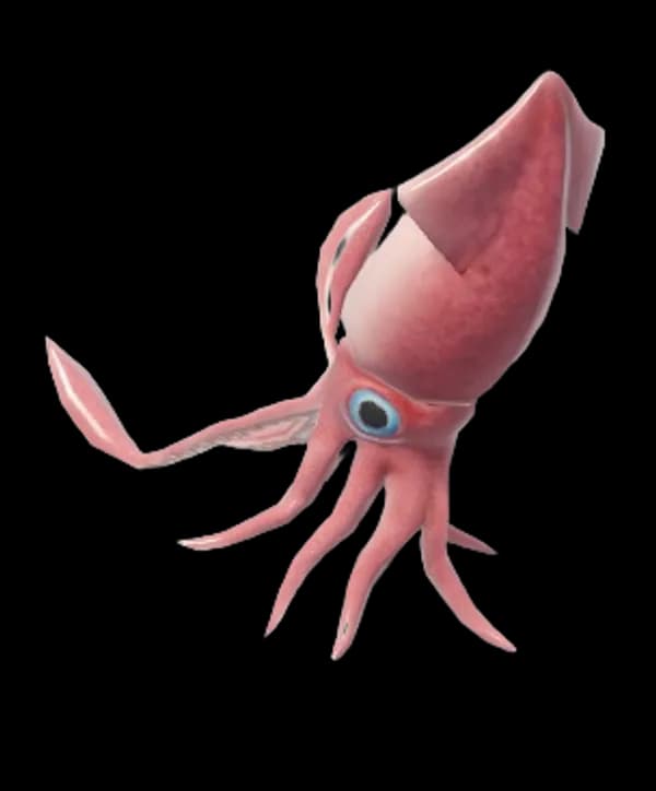 European Flying Squid