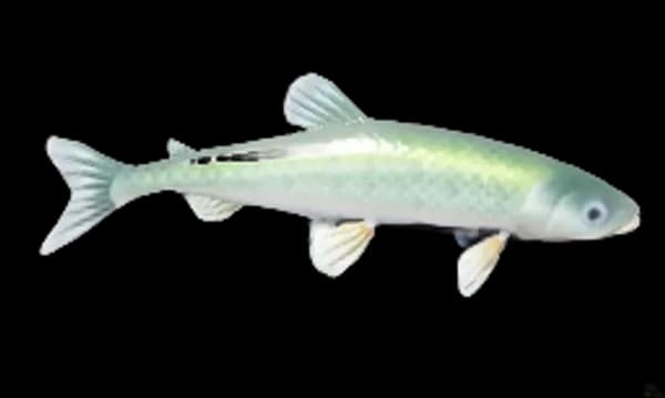 European Smelt