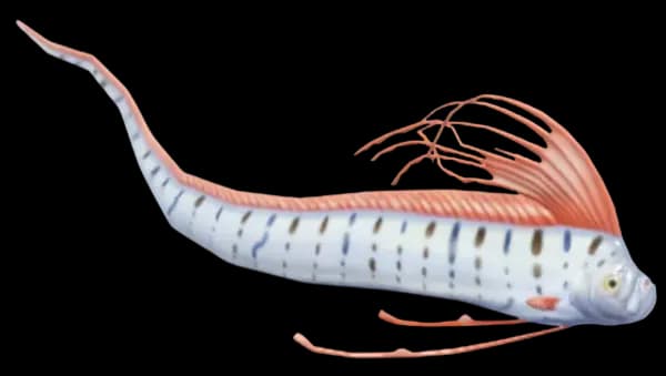 Giant Oarfish
