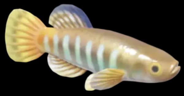 Mediterranean Killifish