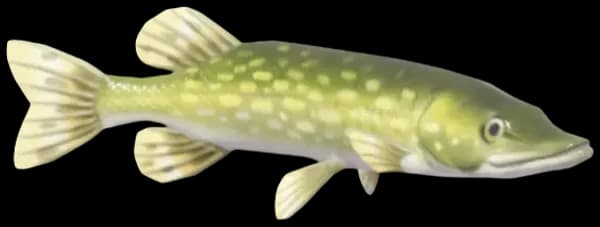Northern Pike