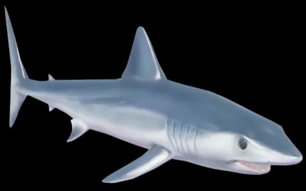 Shortfin Mako Shark