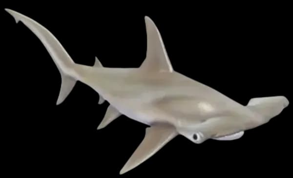 Smooth Hammerhead