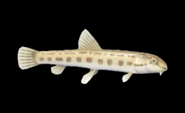 Spined Loach