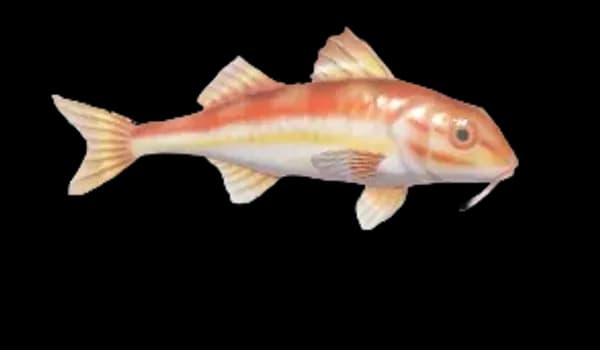 Striped Red Mullet