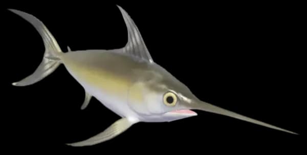 Swordfish