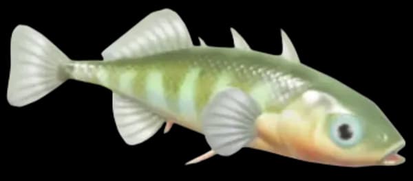 Three-Spined Stickleback