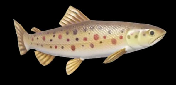 Trout