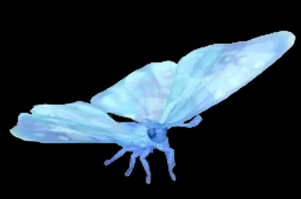 Frostspore Sulkowsky's Morpho