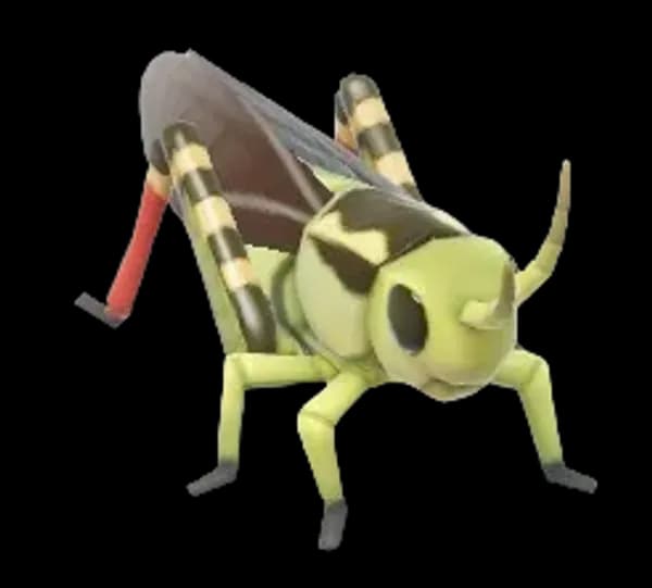 Large Banded Grasshopper