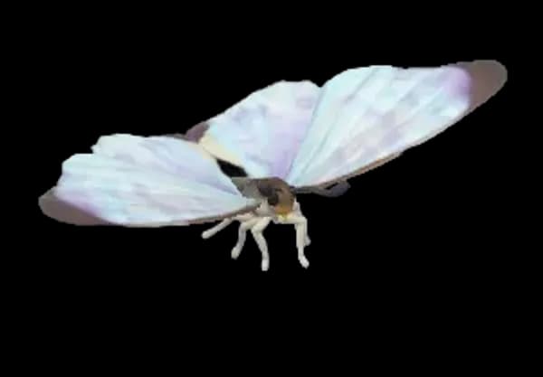 Sulkowsky’s Morpho