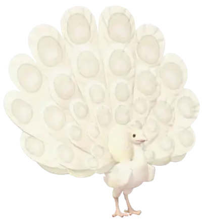 Pavo Real Blanco
