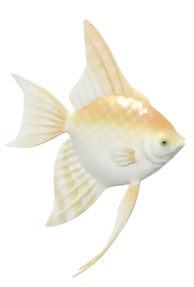 Peixe-Anjo