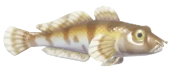 Goby