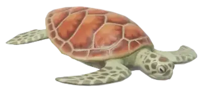 Tartaruga-Verde