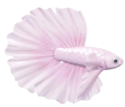 Betta-Rosa