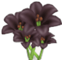 Lirio