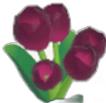Tulipán