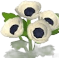 White Corn Poppy