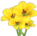 Yellow Lily Seed
