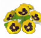 Pansy Seeds