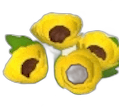 Yellow Corn Poppy
