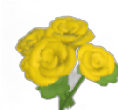 Yellow Rose Seed