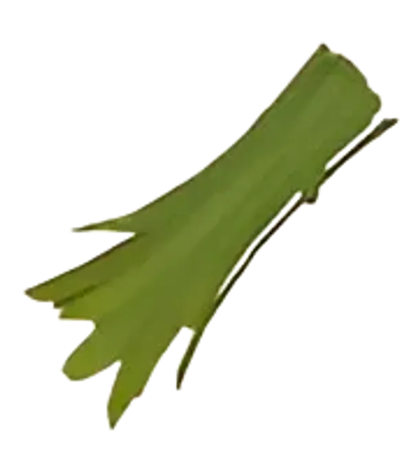 Maleza