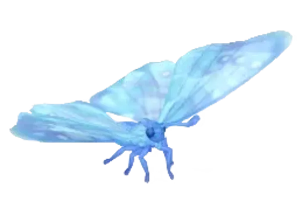 Mariposa morpho sulkowskyi de cristal nevado